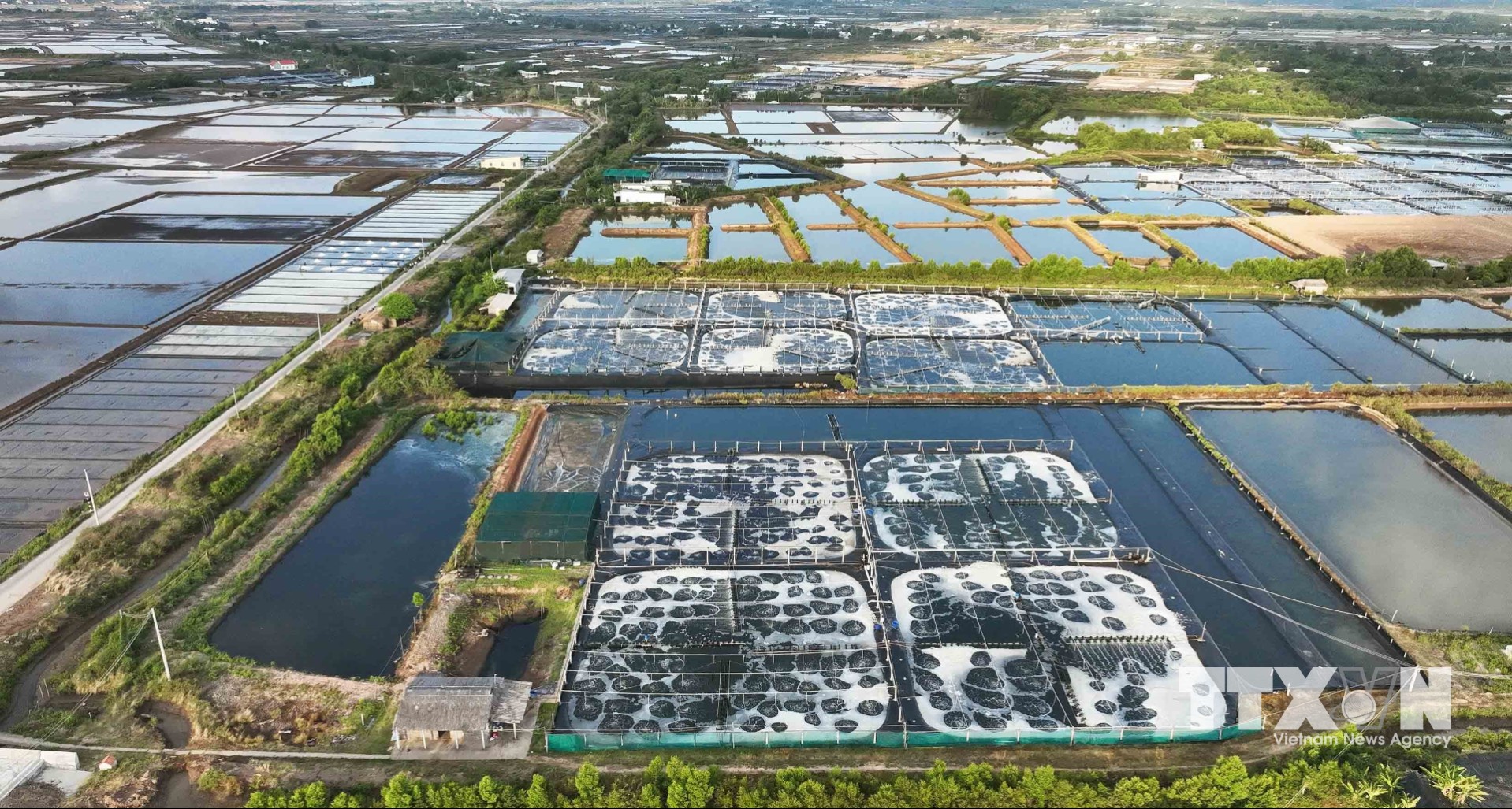 Cà Mau có 5 vùng nuôi tôm ứng dụng công nghệ cao với diện tích khoảng 3.900ha, có 27 doanh nghiệp và hơn 6.000 hộ nuôi tôm siêu thâm canh theo quy trình 2-3 giai đoạn (trong đó có 6 doanh nghiệp đã được chứng nhận là doanh nghiệp nông nghiệp công nghệ cao. (Ảnh: Vũ Sinh/TTXVN)